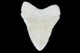 Serrated, Bone Valley Megalodon Tooth - Florida #99848-1